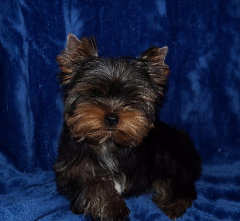 De la hoopa valley - Yorkshire Terrier - Portée née le 15/05/2016