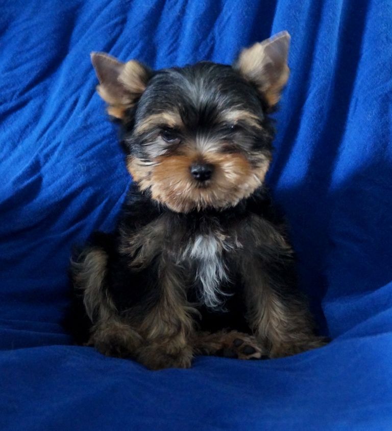 chiot Yorkshire Terrier De la hoopa valley