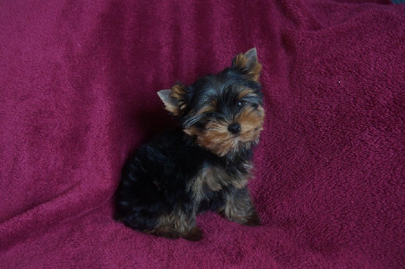 chiot Yorkshire Terrier De la hoopa valley