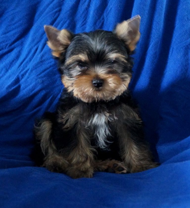 Chiot Yorkshire Terrier De la hoopa valley