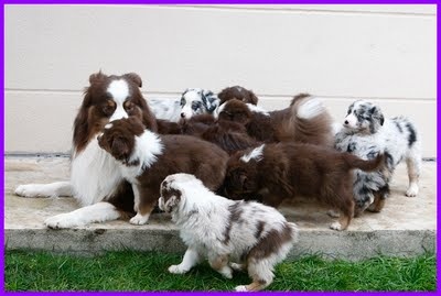 Chiot Berger Australien De la hoopa valley