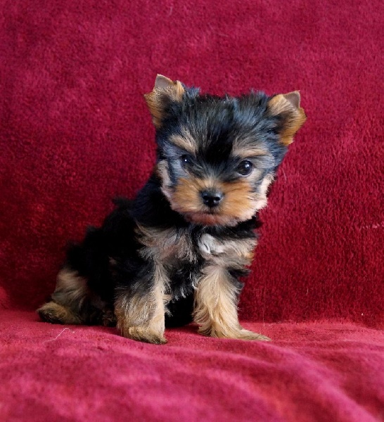 De la hoopa valley - Yorkshire Terrier - Portée née le 21/08/2015