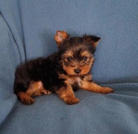 LILIBELLE