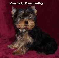 NINO